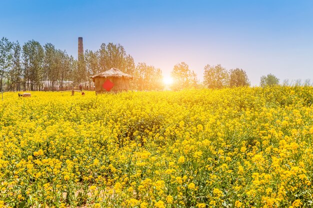 Panorama di campo fiorito, colza gialla