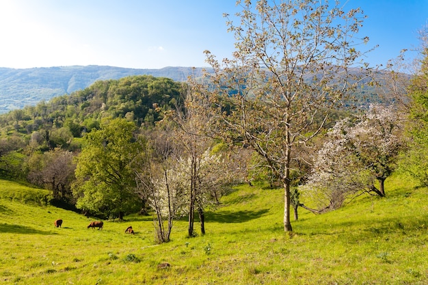 Panorama di ciliegi sulle colline con erba verde