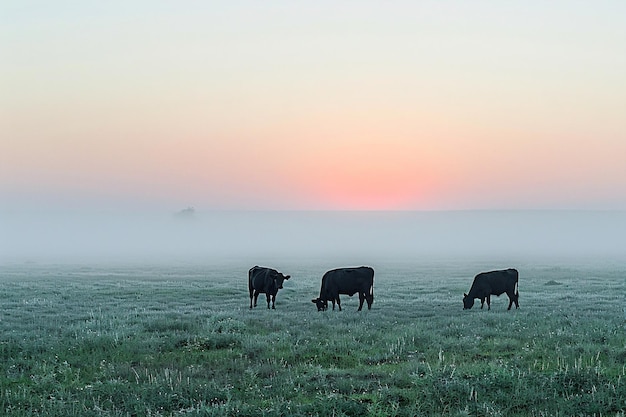 Panorama di mucche che pascolano in un prato con erba All'alba in una nebbia mattutina Il pascolo del bestiame