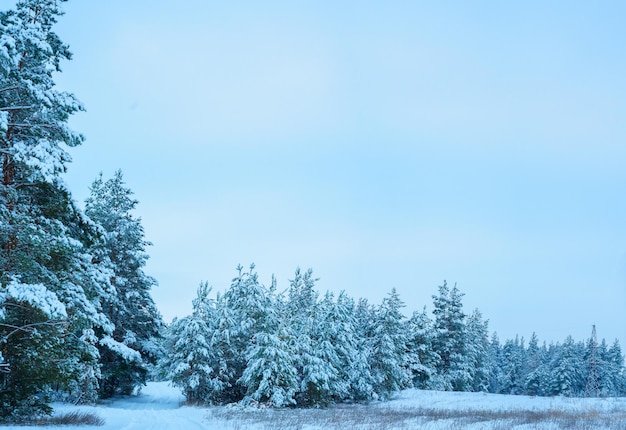 Panorama di Natale inverno foresta di pini e abeti rossi nella neve sui rami. paesaggio