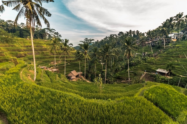 Panorama di Tegallalang Rice Terrace