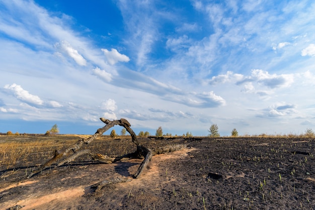 Panorama di un campo bruciato e di una pineta contro un cielo blu con nuvole.