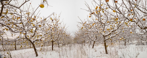 Panorama di un giardino d'inverno innevato con le mele