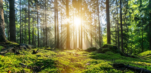 Panorama di una bellissima foresta all'alba