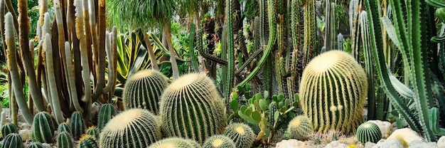 Panorama di vari tipi di cactus