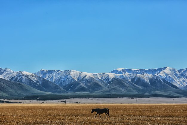 Panorama di vista di sfondo delle montagne del paesaggio della montagna di Altai