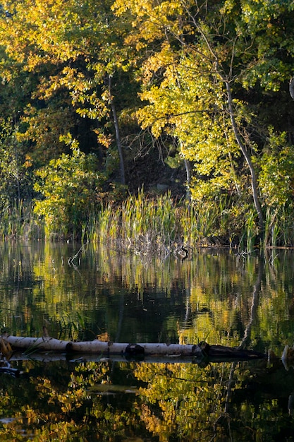 Panorama di Zhytomyr una foresta autunnale gialla con un fiume