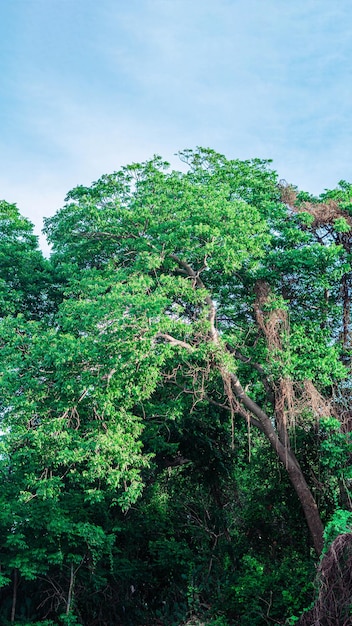 PANORAMA enorme corona lussureggiante alto tronco della giungla foresta sempreverde verde giallo alberi cielo SFONDO estate giorno tempo sfondo vista PAESAGGIO mattina sole
