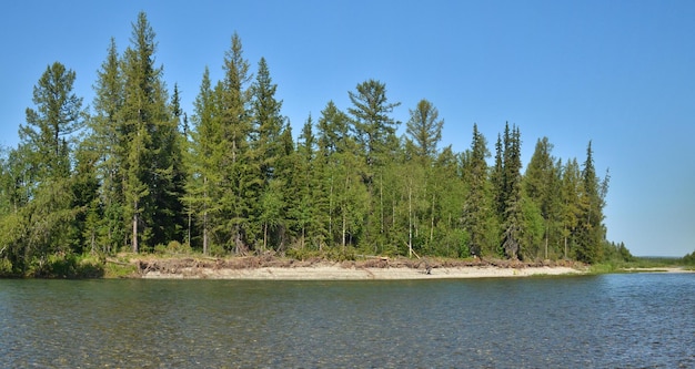 Panorama estivo del fiume taiga negli Urali polari