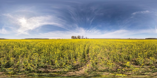 Panorama hdri sferico completo senza soluzione di continuità Vista ad angolo di 360 gradi tra i campi di colza di colza di colza in una giornata primaverile con cielo blu in proiezione equirettangolare pronta per contenuti di realtà virtuale VR AR