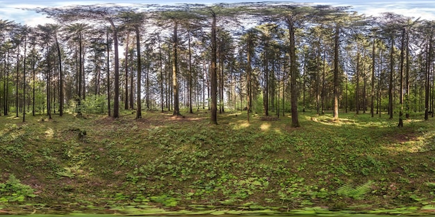 Panorama hdri sferico completo Vista angolare a 360 gradi nella foresta di pini in proiezione equirettangolare Contenuto VR AR