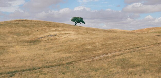 Panorama minimalista di un campo arato collinare ondulato con un solitario albero di quercia da sughero Quercus Suber catturato nella regione dell'Alentejo in Portogallo