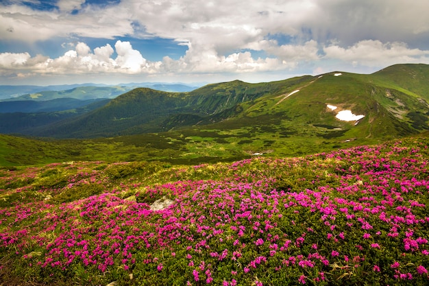 Panorama montano con rododendri fioriti rue fiori