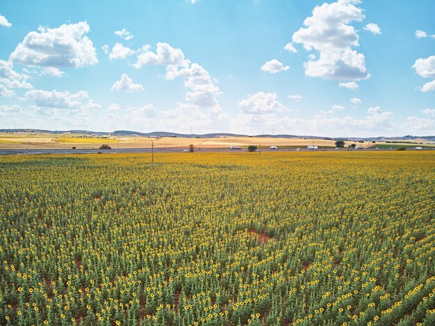 Panorama Paesaggio di campi di girasoli e sfondo di nuvole di cielo azzurro Paesaggi di campi di girasoli in giornata di sole con motivi formati su sfondo naturale
