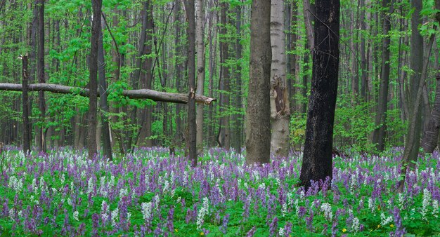 Panorama primaverile. Fiori nella foresta