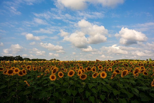 Panorama reale Paesaggio dei campi di girasole al cielo nuvoloso lungo la via di Saint Jacques du Puy