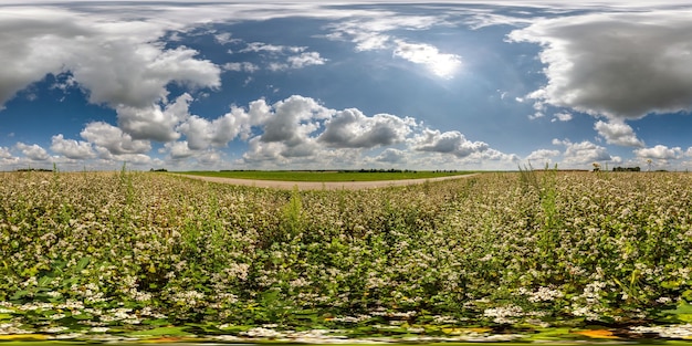 panorama sferico 360 hdri tra campi di fiori di grano bianco con nuvole sul cielo blu in proiezione senza cuciture equirettangolare uso come sostituzione della cupola del cielo sviluppo di giochi come skybox o contenuto VR