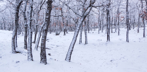 Panoramica del bosco innevato. Querce e pini in inverno. A El Espinar, Parco Nazionale Sierrra de Guadarrama, Madrid e Segovia.