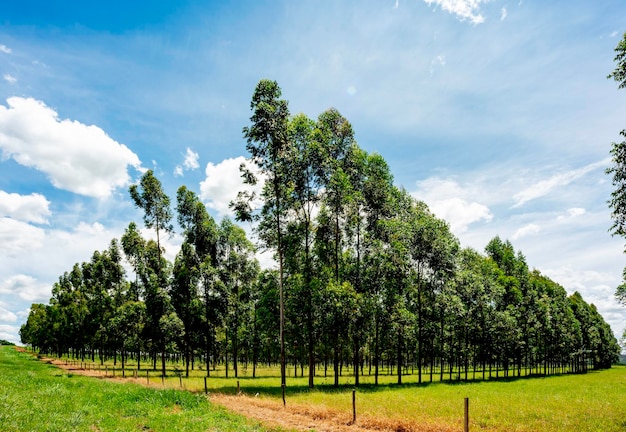 Panoramica della piantagione di eucalipto con cielo blu