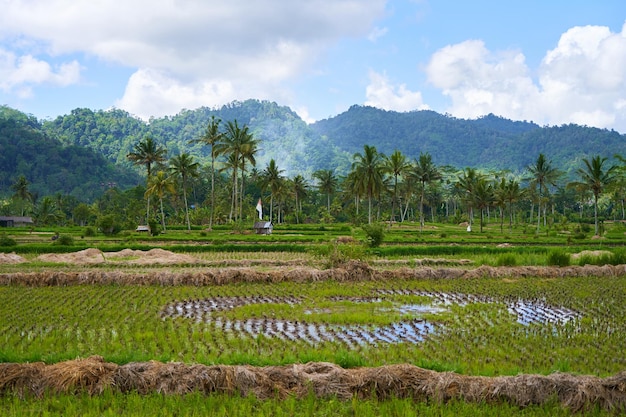 Panoramica dello straordinario paesaggio delle terrazze di riso asiatiche Palme in un campo di riso sull'isola di Bali Una vista dei campi di riso verde brillante