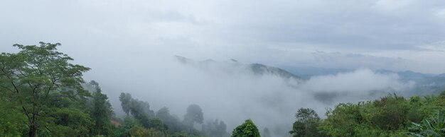 Panoramica di alberi coperti di nebbia