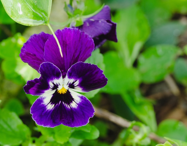 Pansé con fiori primaverili. Fiori di concetto.