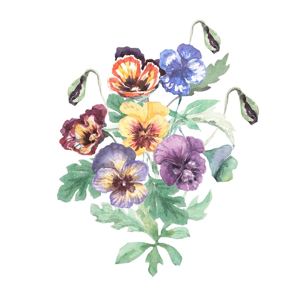 Pansies fiori disegnati a mano illustrazione ad acquerello