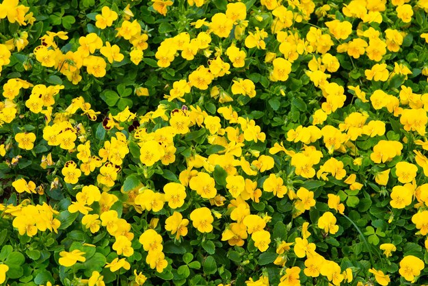 Pansy fiori in fiore a Hamilton, Bermuda. Fiori gialli della viola del pensiero con foglie verdi. Fiori che sbocciano in giardino. Negozio di fiori. Fioritura primaverile o estiva della viola del pensiero.