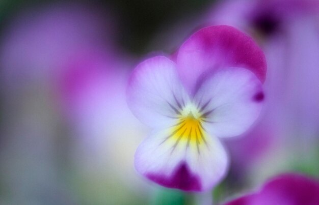 Pansy Viola cornuta