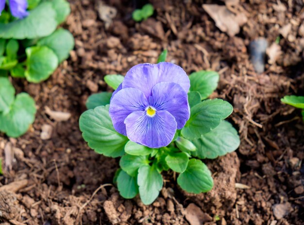 Pansyviola cornutafiore viola