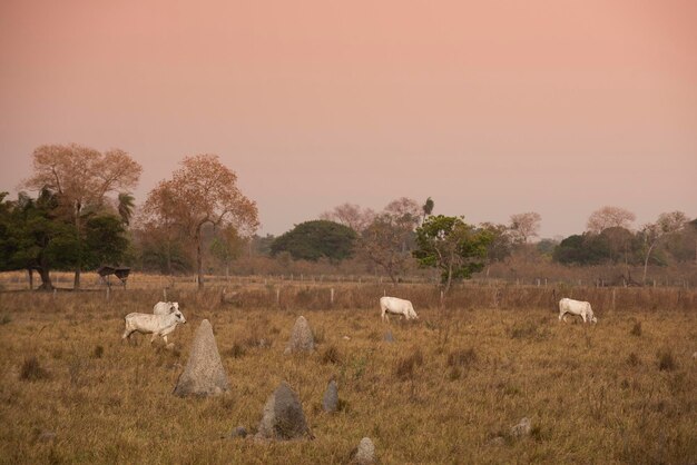 Pantanal campagna con bestiame al pascolo nella provincia del Mato Grosso Brasile