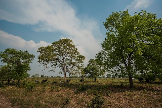 Pantanal campagna provincia del Mato Grosso Brasile