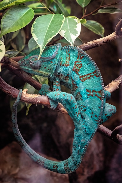 Panter Chameleon su un ramo furcifer pardalis