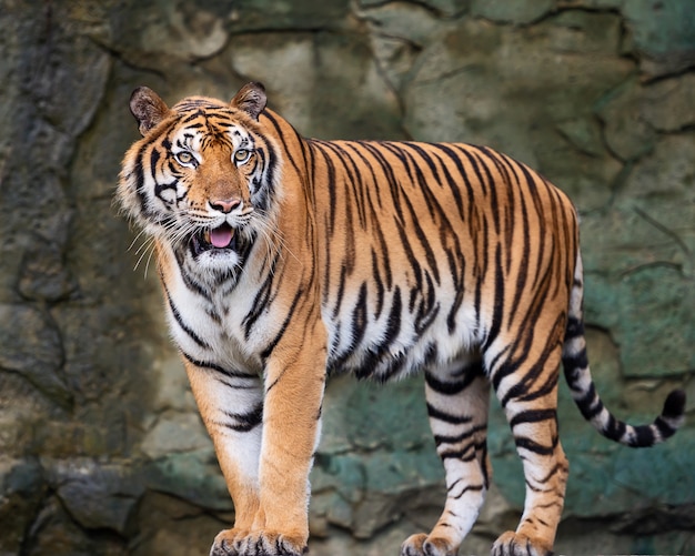 Panthera tigris corbetti nell&#39;habitat naturale