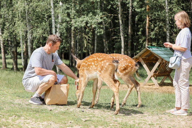 Papà e figlia danno da mangiare a un cervo bambi avvistato in un parco nazionale