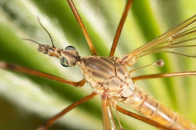 Papà-longlegs comuni