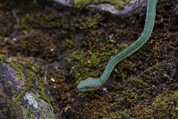 Papa&#39;s Green Pitviper serpente