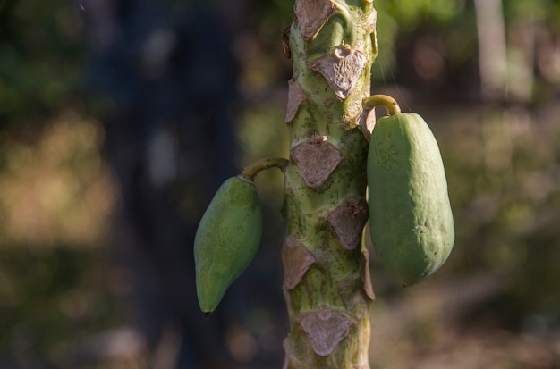 papaia che si appende sull&#39;albero