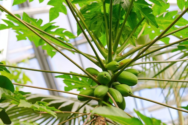 Papaia Frutti di papaia nel giardino botanico in Estonia Papaia verde fresca sull'albero con frutti