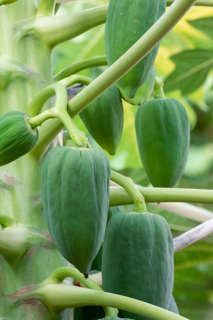 Papaia verde acerba appesa a un albero di papaia Albero di papaia e mazzo di fruttixA