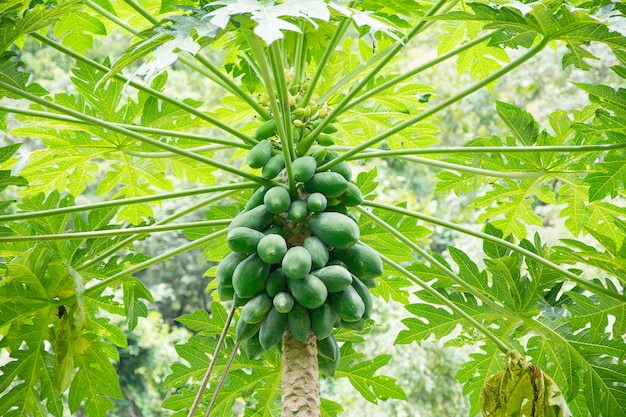 Papaia verde fresca sull&#39;albero Albero di papaya con il mazzo di frutti