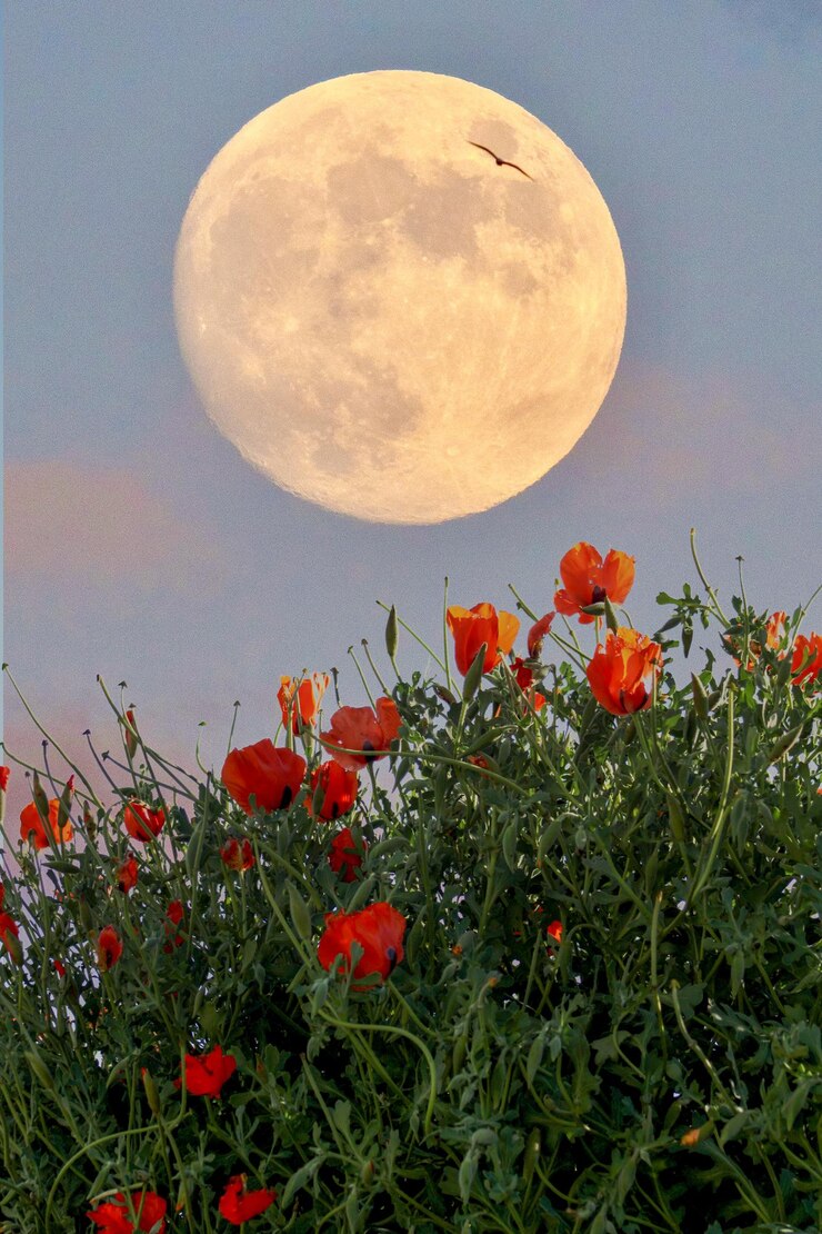Papaveraceae fiore su sfondo luna piena papaver rhoeas