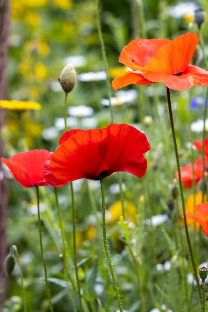 Papaveri che fioriscono in una striscia di fiori selvatici a East Grinstead