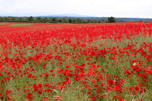 papaveri di campo