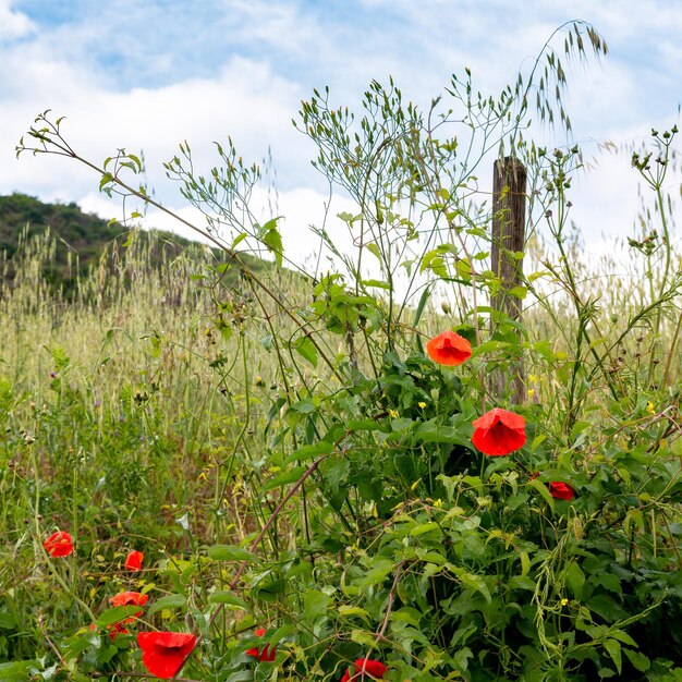 Papaveri dopo la pioggia in Toscana