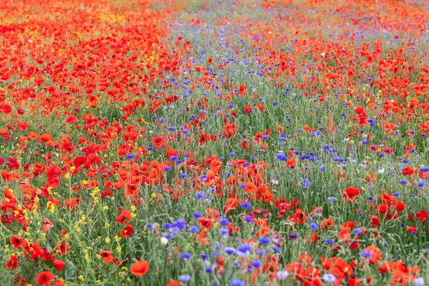 Papaveri e fiordalisi sono adiacenti l'uno all'altro sullo stesso prato Toscana Italia