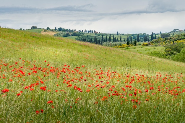 Papaveri in fiore in Val d'Orcia Toscana