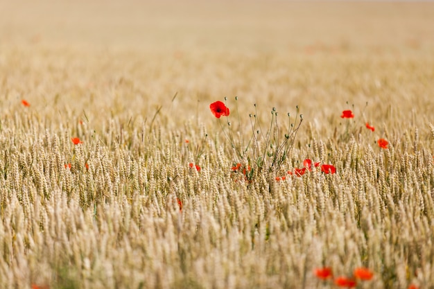 Papaveri in un campo di grano