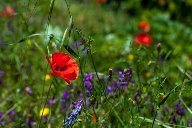 Papaveri in un giardino