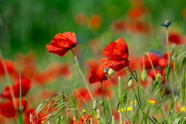 Papaveri primaverili sbocciati dal campo